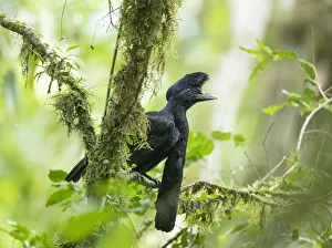 Long-wattled umbrellabird (Cephalopterus penduliger) Buenaventura Reserve, Ecuador