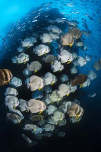 Longfin batfish (Platax teira) with Fusiliers (Caesio spp