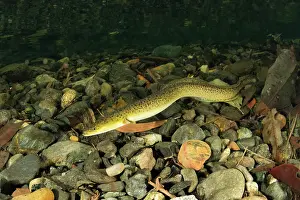 Riverbeds Prints: Longfin eel (Anguilla reinhardtii) swimming over stony riverbed
