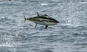 Middle East Prints: Longfin tuna (Thunnus tonggol) jumping out of the water, Oman, Arabian Sea