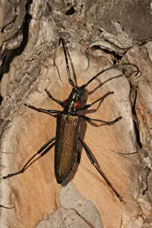 Spain Collection: Longhorn beetle (Agapanthia ? sp) on wood, Doana National & Natural Park, Huelva Province