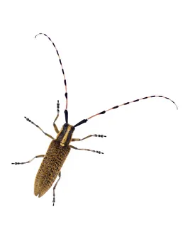 High Angle Shot Prints: Longhorn beetle (Agapanthia villosoviridescens) Digne les Bains, France, May 2009