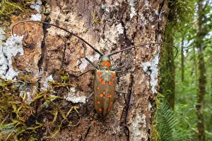 Rhinotia Prints: Longhorn beetle (Batocera victoriana) camouflaged on tree bark in rain forest
