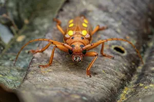 Chrysomeloidea Prints: Longhorn beetle (Coccoderus timbaraba) portrait