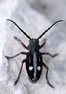 Images Dated 23rd May 2009: Longhorn beetle (Dorcadion equestre nogelli) Ignoussa Mountains, near Lake Kerkini