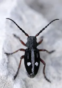 Longhorn Beetles Prints: Longhorn beetle (Dorcadion equestre nogelli) Ignoussa Mountains, near Lake Kerkini