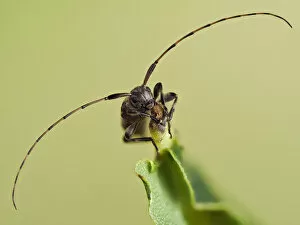 Antennae Gallery: Longhorn beetle (Leiopus nebulosus) showing the long antennae, Hertfordshire, England, UK