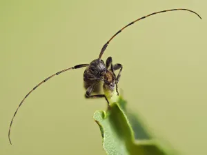 Chrysomeloidea Prints: Longhorn beetle (Leiopus nebulosus) showing the long antennae, Hertfordshire, England, UK