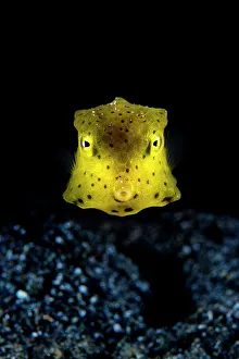 Night Gallery: Longhorn cowfish (Lactoria cornuta) juvenile, swimming over seabed at night, Bitung