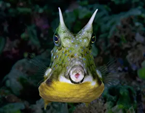 Tetraodontiformes Prints: Longhorn cowfish (Lactoria cornuta) portrait, Ambon, Indonesia, Pacific Ocean