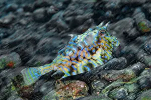 Tetraodontiformes Prints: Longhorn cowfish (Lactoria cornuta) swimming over a rocky seabed