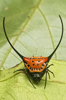 July 2021 Highlights Gallery: Longhorn orb web spider (Macracantha arcuata), Danum Valley, Sabah, Borneo