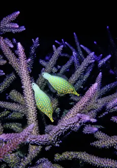Spotted Prints: Two Longnose filefish (Oxymonacanthus longirostris) feeding on Staghorn coral polyps (Acropora sp)