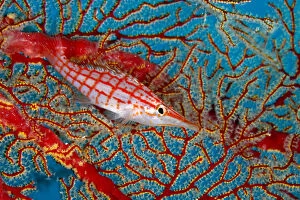 Red Collection: Longnose hawkfish (Oxycirrhites typus) hiding in coral, Tubbataha Reef Natural Park