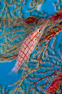 Images Dated 21st April 2010: Longnose hawkfish (Oxycirrhites typus) Tubbataha Reef Natural Park, UNESCO World Heritage Site