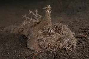 Synanceiidae Prints: Longsnout stinger (Inimicus curieri) resting on seabed, Bali, Pacific Ocean