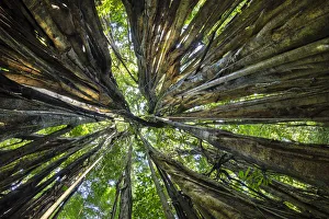 Looking through the aerial roots of a Strangler fig (Ficus zarazalensis) the original