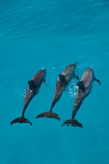 Looking down on Atlantic spotted dolphin {Stenella frontalis} at surface, Bahamas