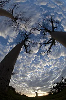 Malvaceae Prints: Looking up at Baobabs (Andasonian grandidieri) on Baobabs Avenue, Morondava, West