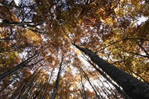 Looking up into Beech (Fagus sp) forest canopy in autumn, Piatra Craiului NP, Transylvania