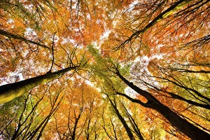 Looking up at Beech wood canopy (Fagus sylvatica) in autumn, Peak District National Park