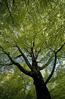Looking up into canopy of European Beech tree {Fagus sylvatica} in spring, UK