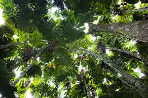 Arecales Prints: Looking up through the canopy of Fan Palms (Licuala ramsayi) in rainforest