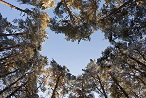 Rspb Prints: Looking up through the canopy of Scots pine trees (Pinus sylvestris) woodland showing