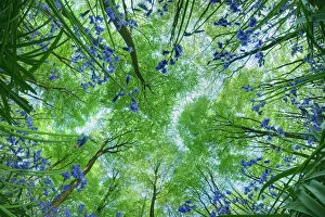 Trees Gallery: Looking up through carpet of Bluebells (Endymion nonscriptus) to Beech (Fagus sylvatica)