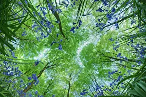 Bluebell Prints: Looking up through carpet of Bluebells (Endymion nonscriptus) to Beech (Fagus sylvatica)