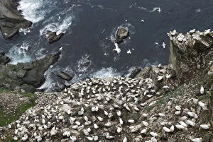 Looking down cliffs onto Northern gannet (Morus bassanus) colony, Noup of Noss Nature Reserve