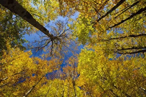 Looking up into European Beech (Fagus sylvatica)tree canopy in autumm colours