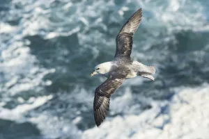 Tubinare Prints: Looking down on Fulmar (Fulmarus glacialis) soaring above choppy sea, Orkney, Scotland