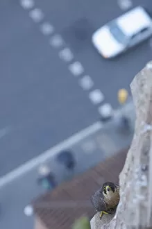 Looking down to road and Peregrine falcon (Falco peregrinus) perched on Sagrada Familia