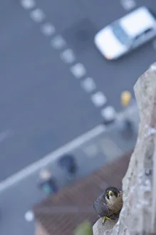 High Angle Shot Prints: Looking down to road and Peregrine falcon (Falco peregrinus) perched on Sagrada Familia