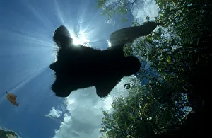 Looking up at Three toed / Pale throated sloth {Bradypus tridactylus} swimming across