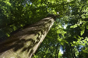 Trunks Prints: Looking up trunk of European beech tree (Fagus sylvatica) Rozok Primeval Forest