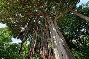 Botanical Garden Prints: Lord Howe Banyan tree (Ficus macrophylla columnaris)