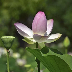 Pink Gallery: Lotus (Nelumbo nucifera) in flower in botanic garden, Vendee, France, July