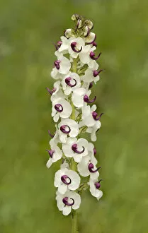 Lousewort (Pedicularis oxycarpa), a hemi-parasite on grass