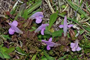 Orobanchaceae Prints: Lousewort (Pedicularis sylvatica) in flower, St Agnes, Isles of Scilly, UK. May