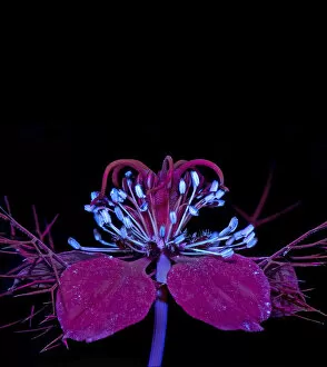 Images Dated 10th June 2019: Love-in-a-mist (Nigella damascena) stamens fluroescing in UV light