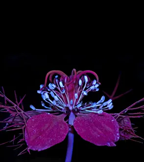 Love-in-a-mist (Nigella damascena) stamens fluroescing in UV light Love-in-a-mist (Nigella damascena) stamens fluroescing in UV light