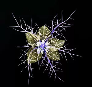 April 2023 Highlights Collection: Love in a mist (Nigella damascena), pressed flower on light panel, image inverted