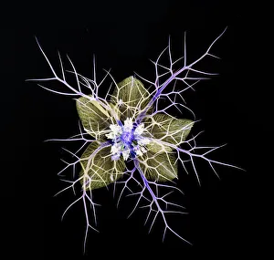 Ranunculaceae Prints: Love in a mist (Nigella damascena)