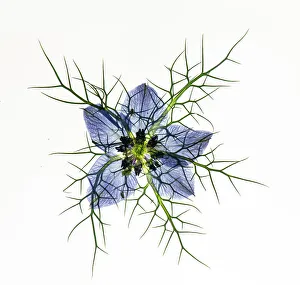 April 2023 Highlights Prints: Love in a mist (Nigella damascena)