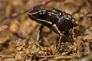 Dendrobatidae Prints: Lovely poison-arrow frog (Phyllobates lugubris) sitting on mud with tadpoles on back