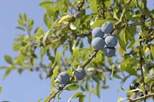Images Dated 4th September 2013: Low angle view of Blackthorn / Sloe berries (Prunus spinosa), Gloucestershire, UK, September