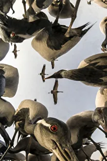 Images Dated 2015 February: 19 Feb 2015 Collection