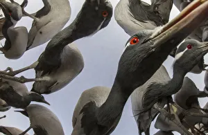 Low angle view of Demoiselle crane (Anthropoides virgo) flying and feeding during winter migration